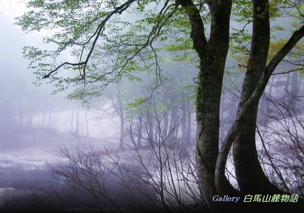 Country Inn Kashiwabara Hakuba Dış mekan fotoğraf